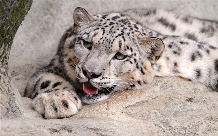 Snow leopard repos, pierres Fonds d'écran, image