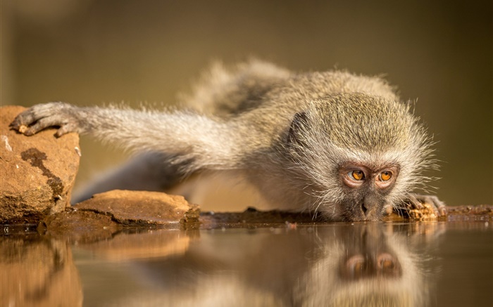 Afrique du Sud, l'eau de l'alimentation de singe Fonds d'écran, image