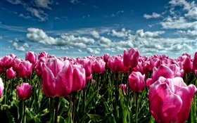 Printemps, tulipes pourpres, champ de fleurs