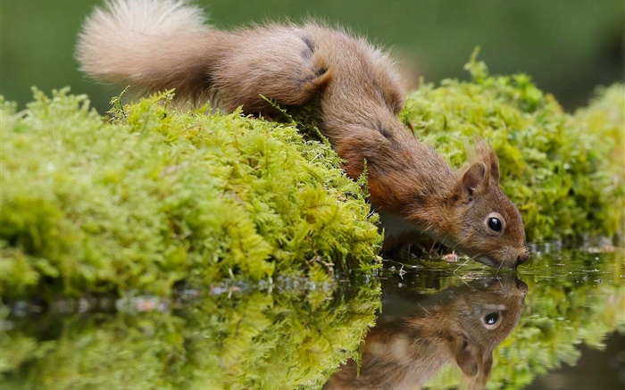 Squirrel soif, boire de l'eau, de la mousse Fonds d'écran, image