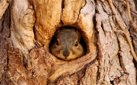Squirrel, trou d'arbre