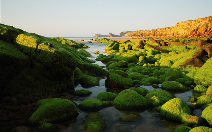 Pierres, roches, algues, mer, mousse Fonds d'écran, image
