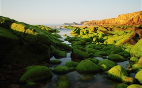Pierres, roches, algues, mer, mousse HD Fonds d'écran