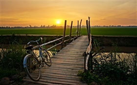 Coucher de soleil, vélo, pont, herbe, champ, rivière