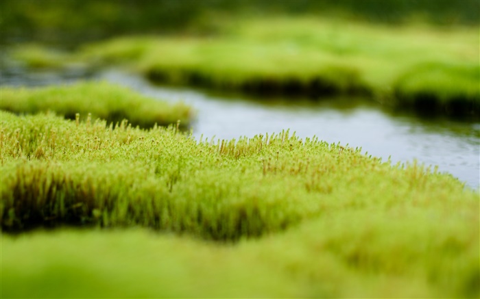 Swamp, herbe verte, l'eau Fonds d'écran, image