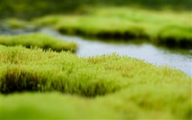 Swamp, herbe verte, l'eau