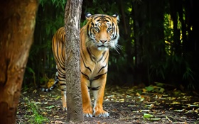 Tiger dans la forêt, des rayures HD Fonds d'écran