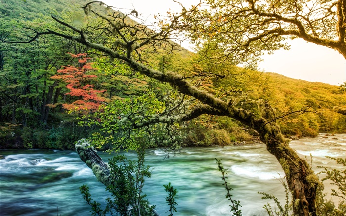 Arbres, rivière, montagne, vert mousse Fonds d'écran, image