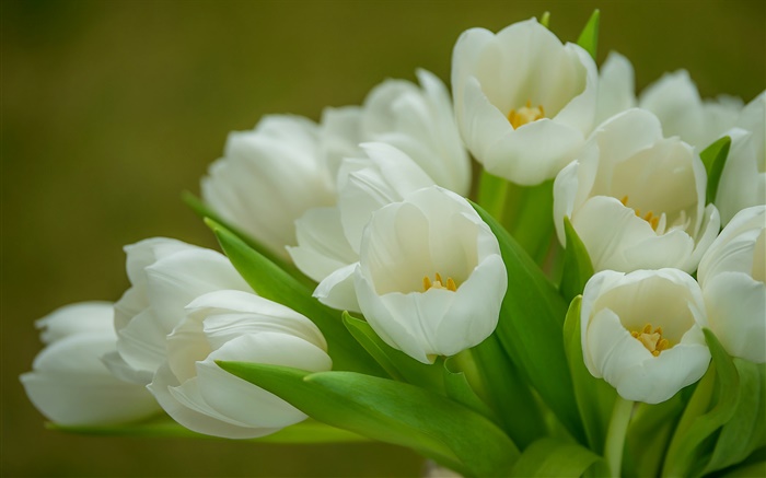 Tulipes, fleurs blanches, bouquet Fonds d'écran, image