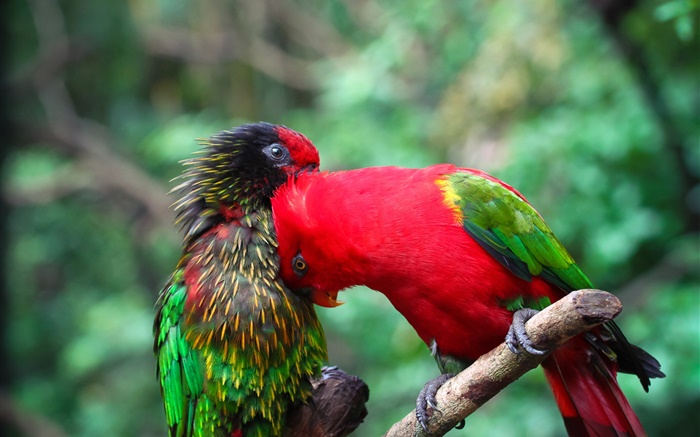 Deux perroquets, couple, couleurs Fonds d'écran, image