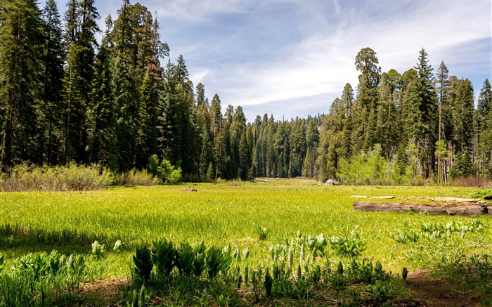États-Unis, Californie, Sequoia National Park, la forêt, les arbres, l'herbe Fonds d'écran, image