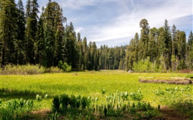 États-Unis, Californie, Sequoia National Park, la forêt, les arbres, l'herbe HD Fonds d'écran