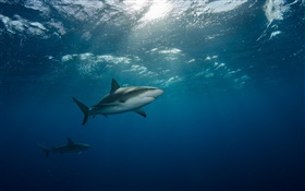 Sous l'eau, mer, requin, natation HD Fonds d'écran