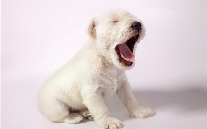 chien blanc, chiot mignon bâillement Fonds d'écran, image