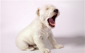 chien blanc, chiot mignon bâillement HD Fonds d'écran