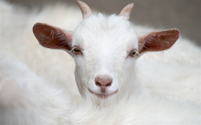 Blanc chèvre, cornes, le visage, les oreilles Fonds d'écran, image