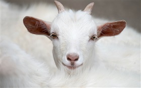 Blanc chèvre, cornes, le visage, les oreilles