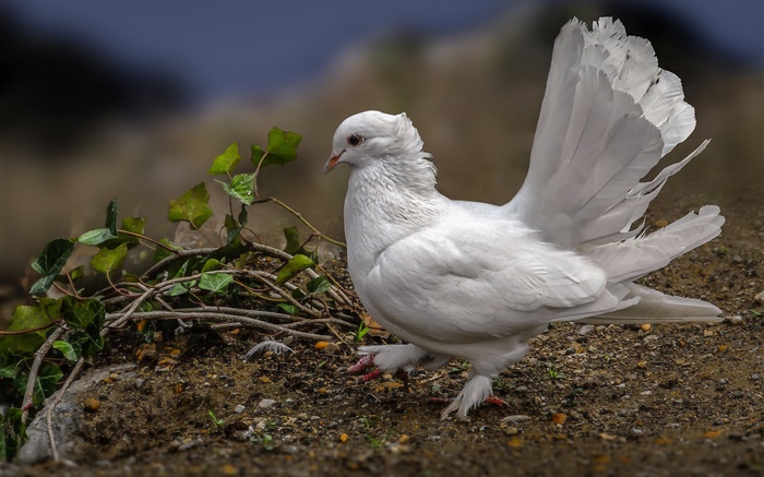 pigeon blanc, plumes, oiseau Fonds d'écran, image