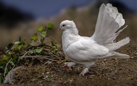pigeon blanc, plumes, oiseau HD Fonds d'écran
