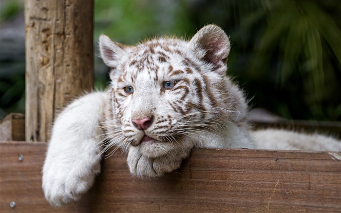 tigre blanc, gros chat, yeux bleus Fonds d'écran, image