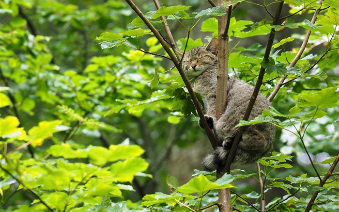 chat sauvage dormir dans l'arbre, les feuilles vertes Fonds d'écran, image
