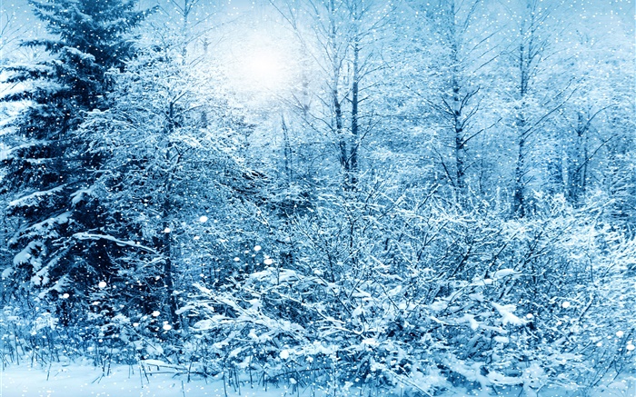 Hiver, les arbres, l'épinette, la neige blanche Fonds d'écran, image