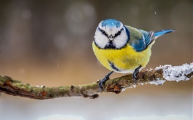 Hiver, jaune blanc bleu plumes oiseau