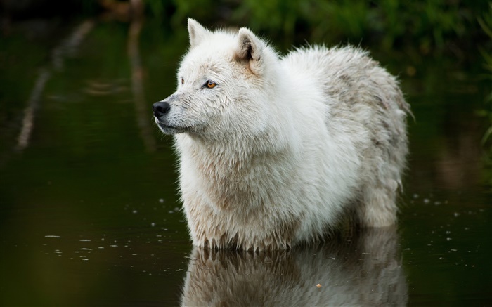 Loup dans la rivière Fonds d'écran, image