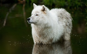 Loup dans la rivière HD Fonds d'écran