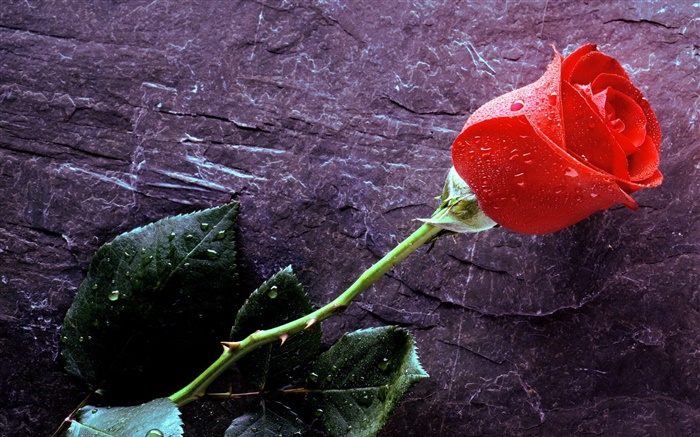 Une rose rouge, des gouttes d'eau Fonds d'écran, image