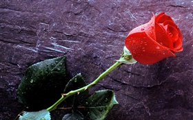 Une rose rouge, des gouttes d'eau HD Fonds d'écran