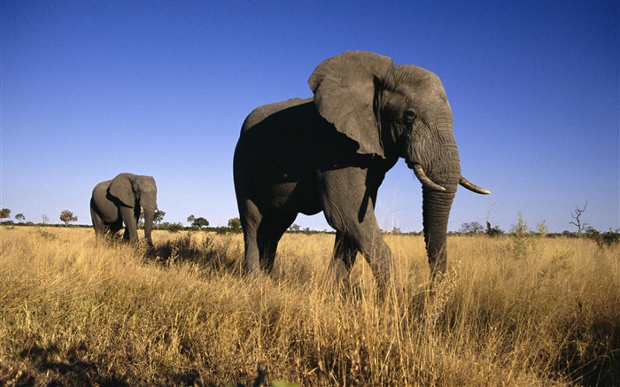 éléphant africain Fonds d'écran, image