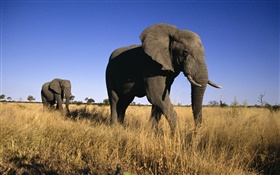 éléphant africain HD Fonds d'écran