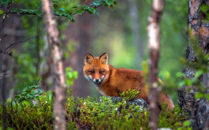 renard animal dans la forêt Fonds d'écran, image