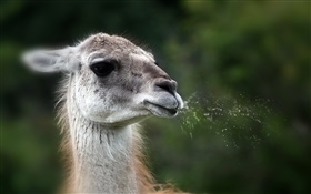 visage d'animaux de lama HD Fonds d'écran