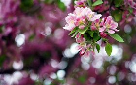 Apple arbre, fleurs roses, le printemps, bokeh