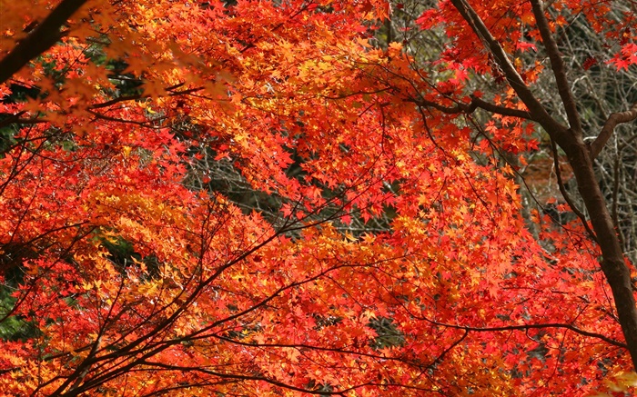 Automne, de belles feuilles d'érable, couleur rouge, les arbres Fonds d'écran, image