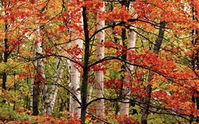 Automne, forêt, bouleau, feuilles rouges