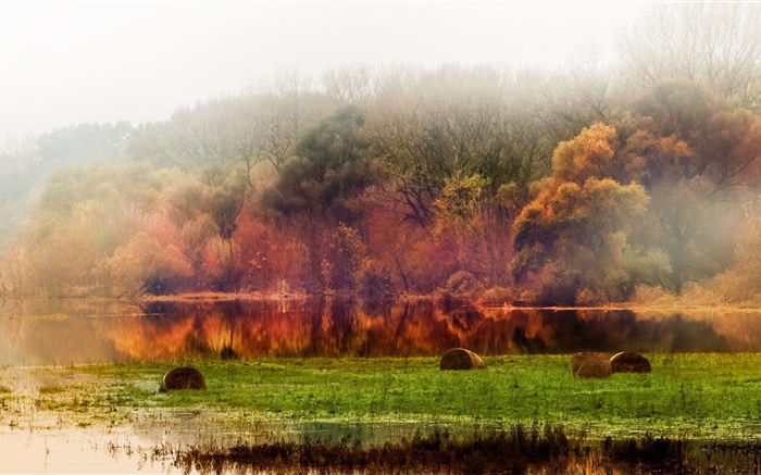 Automne, forêt, arbres, étang, feuillage, brouillard, matin Fonds d'écran, image