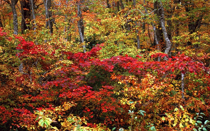 Forêt d'automne, brindilles, feuilles rouges et jaunes Fonds d'écran, image