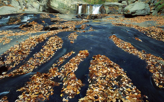 Automne, beaucoup de feuilles, chute d'eau, ruisseau, rochers Fonds d'écran, image