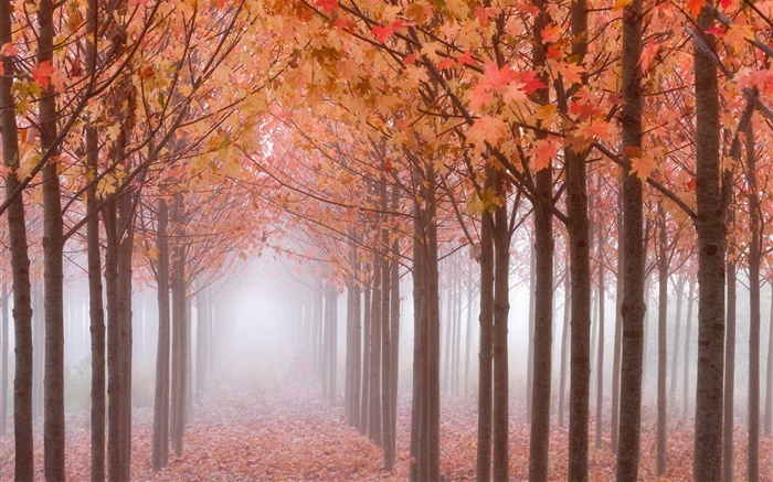 Automne matin, les arbres, les feuilles d'érable rouge, le brouillard Fonds d'écran, image