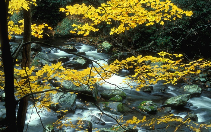 Automne, paysage de nature, les feuilles jaunes, arbres, ruisseau Fonds d'écran, image