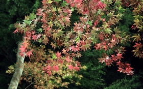 Automne, arbre, feuilles vertes et rouges érable HD Fonds d'écran