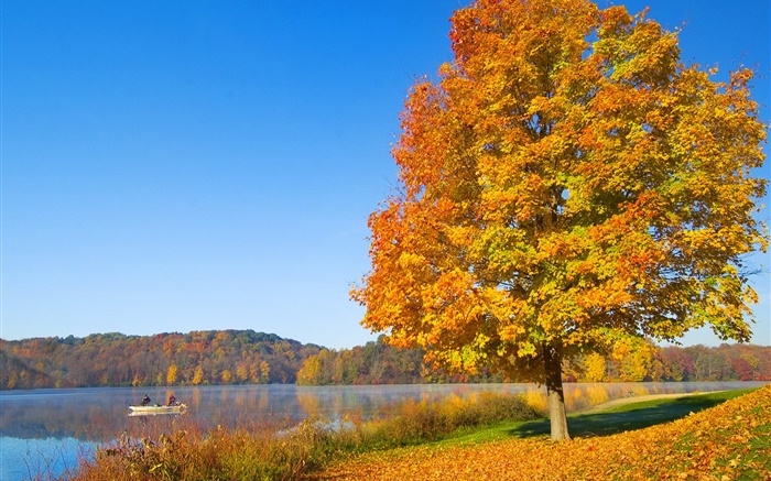 Automne, arbre, feuilles jaunes, rivière Fonds d'écran, image