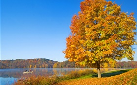Automne, arbre, feuilles jaunes, rivière HD Fonds d'écran