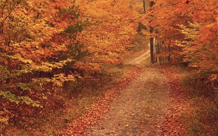 Automne, arbres, route, feuilles rouges Fonds d'écran, image