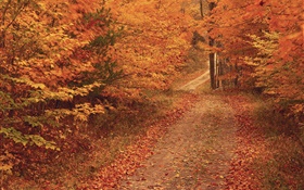 Automne, arbres, route, feuilles rouges HD Fonds d'écran