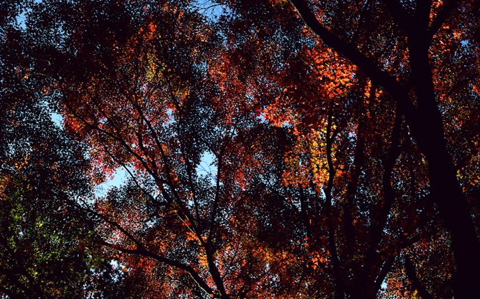 Automne, arbres, vue de dessus des feuilles d'érable Fonds d'écran, image