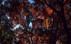 Automne, arbres, vue de dessus des feuilles d'érable HD Fonds d'écran